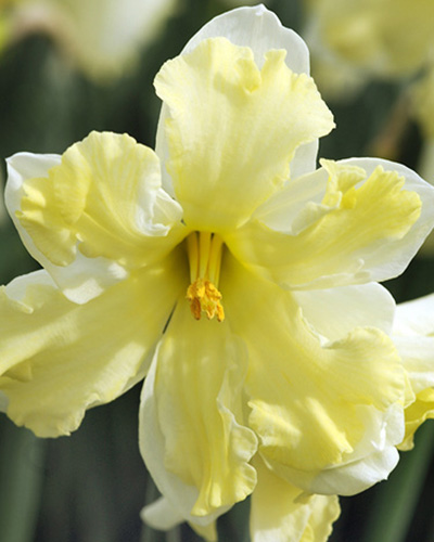 NARCIS butterfly Belcanto 12/14, 100 ks